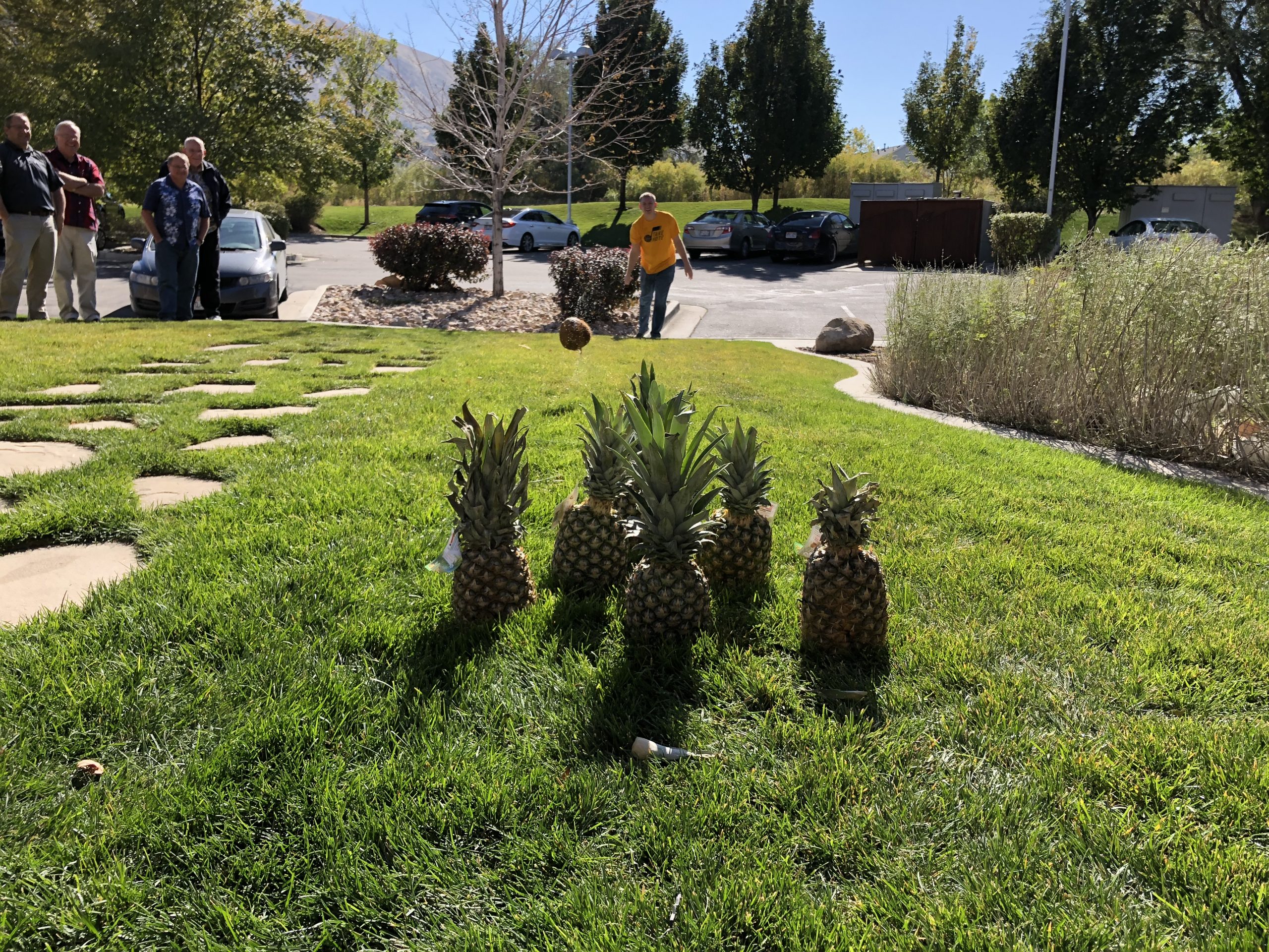 Six pineapples lined up in the grass as a man throws a coconut at them as part of a game, meant to act as pins and a bowling ball.